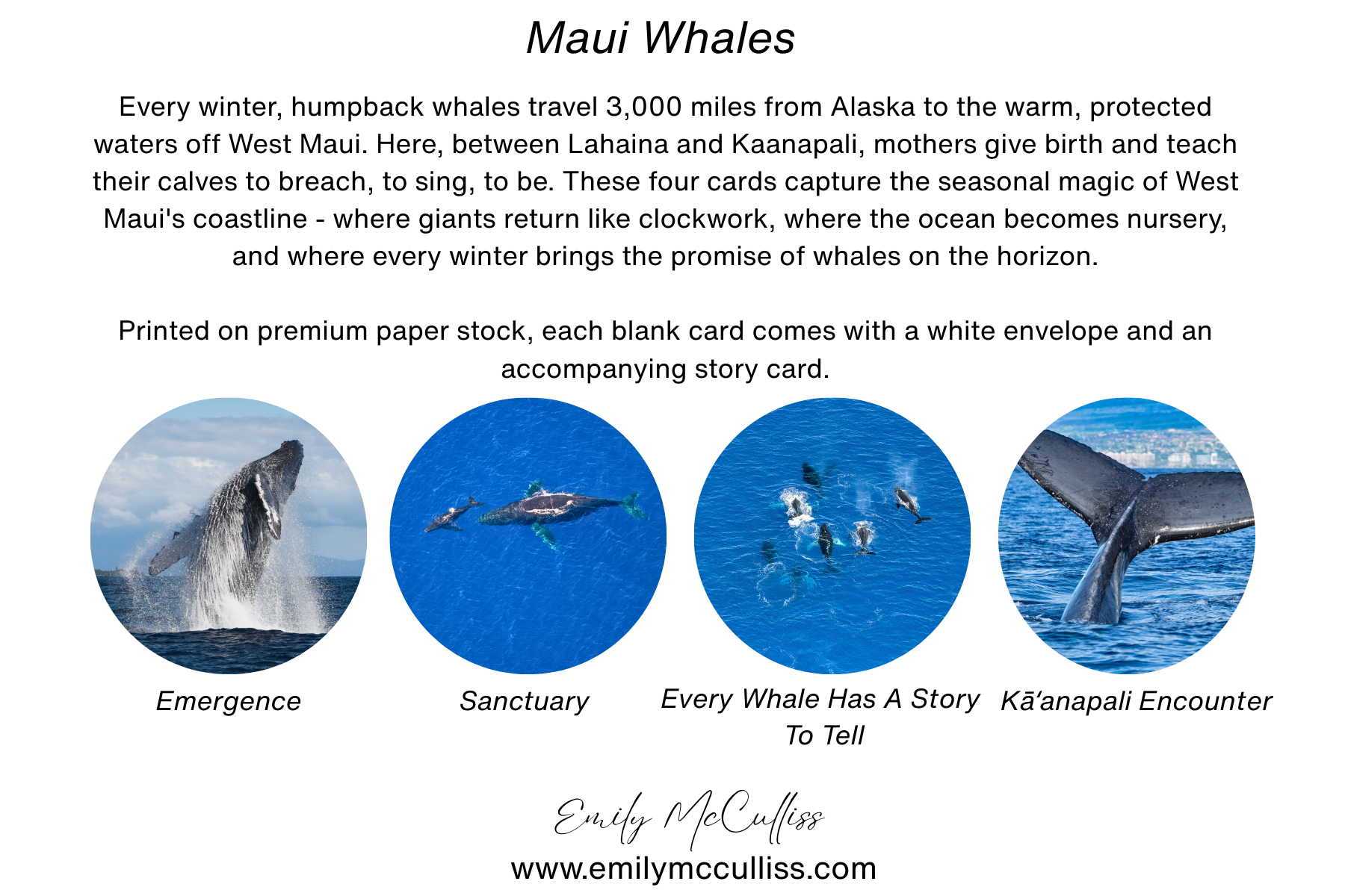 Maui Whales Greeting Card Card Kit