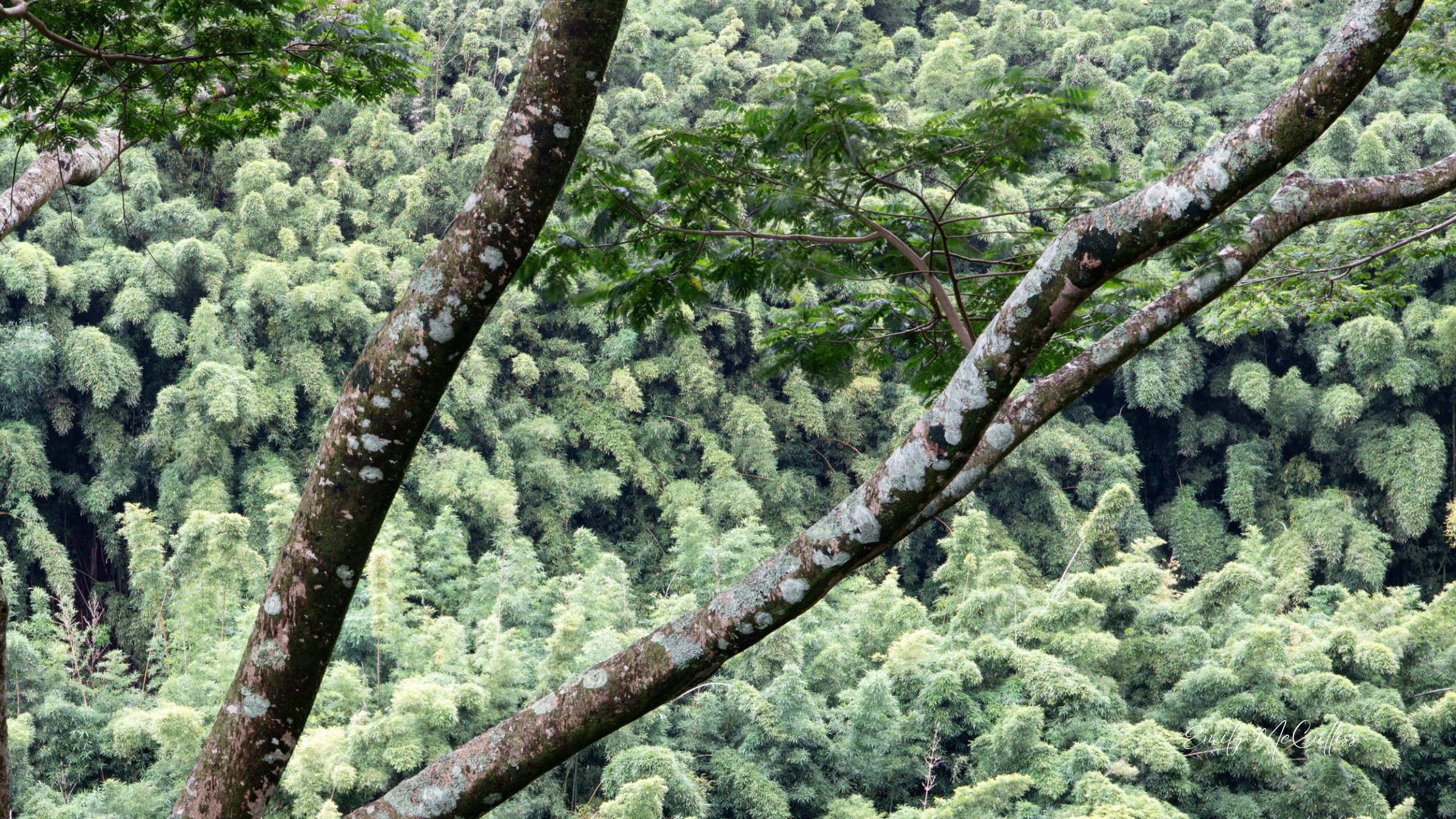 Canopy of Green Greeting Card