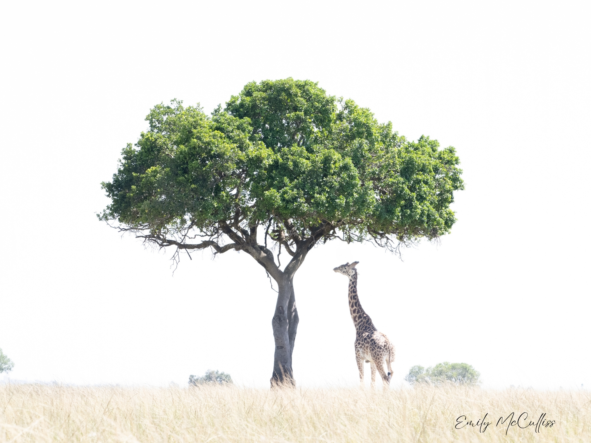Tree of Life
