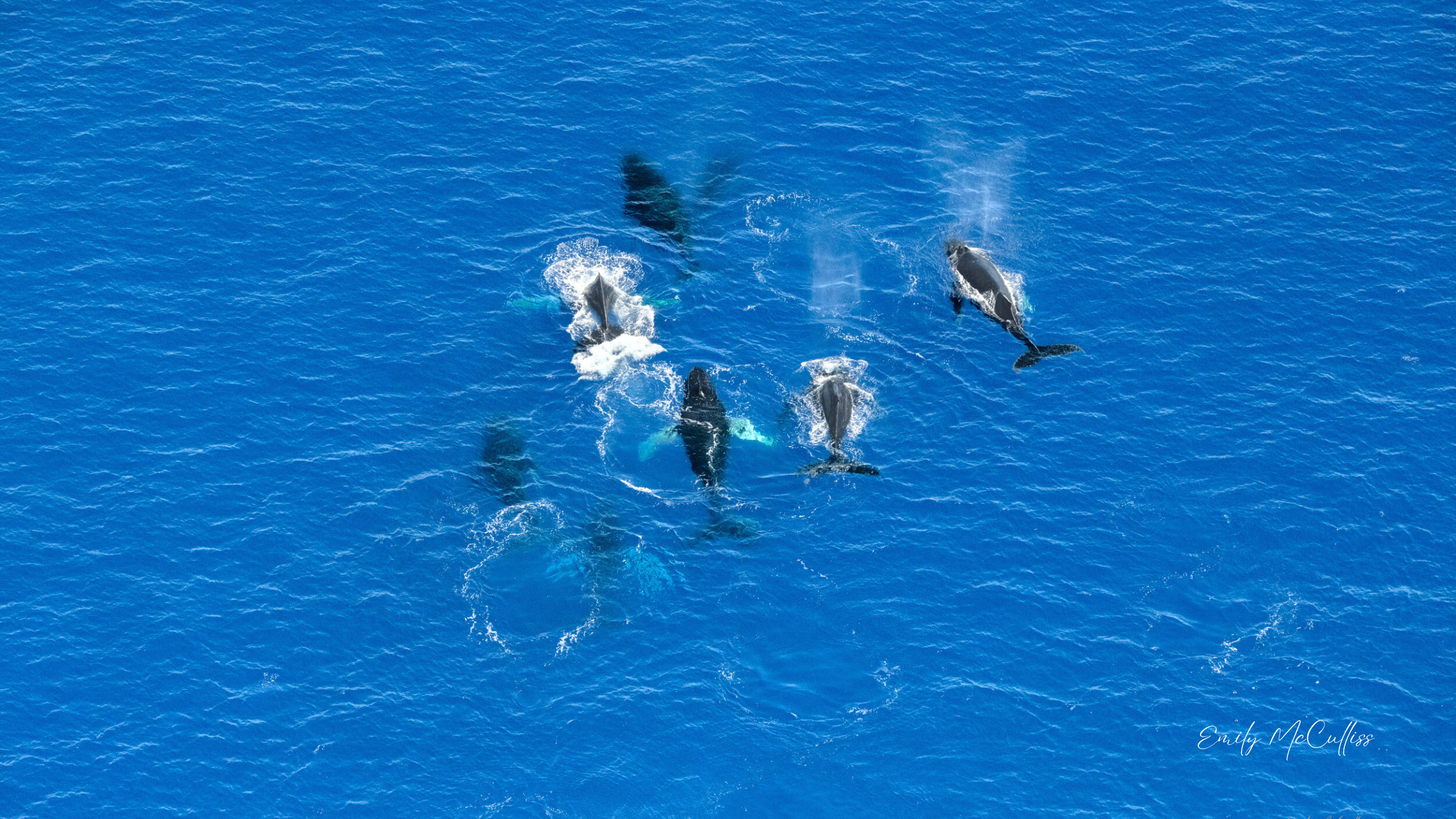 Every Whale Has A Story to Tell Greeting Card