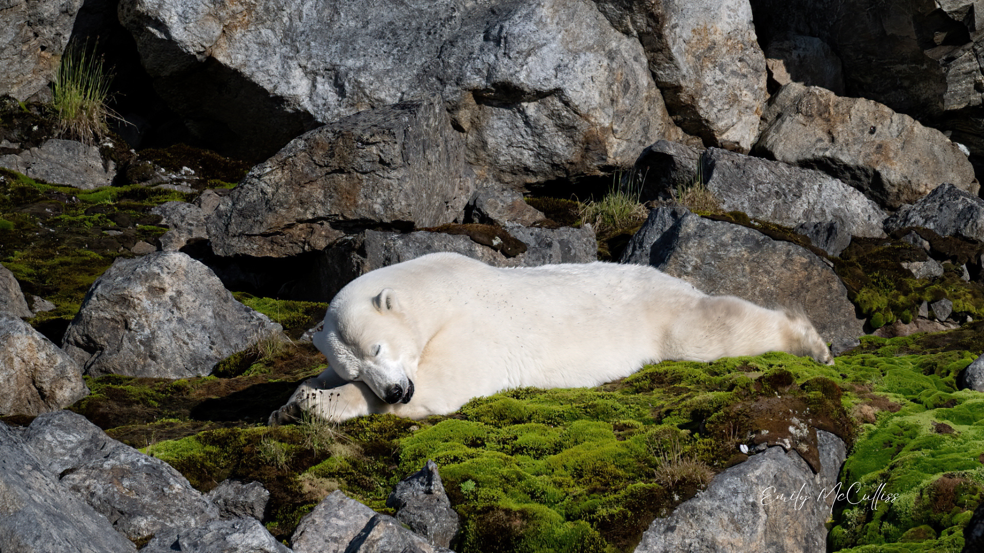 Sleeping Bear