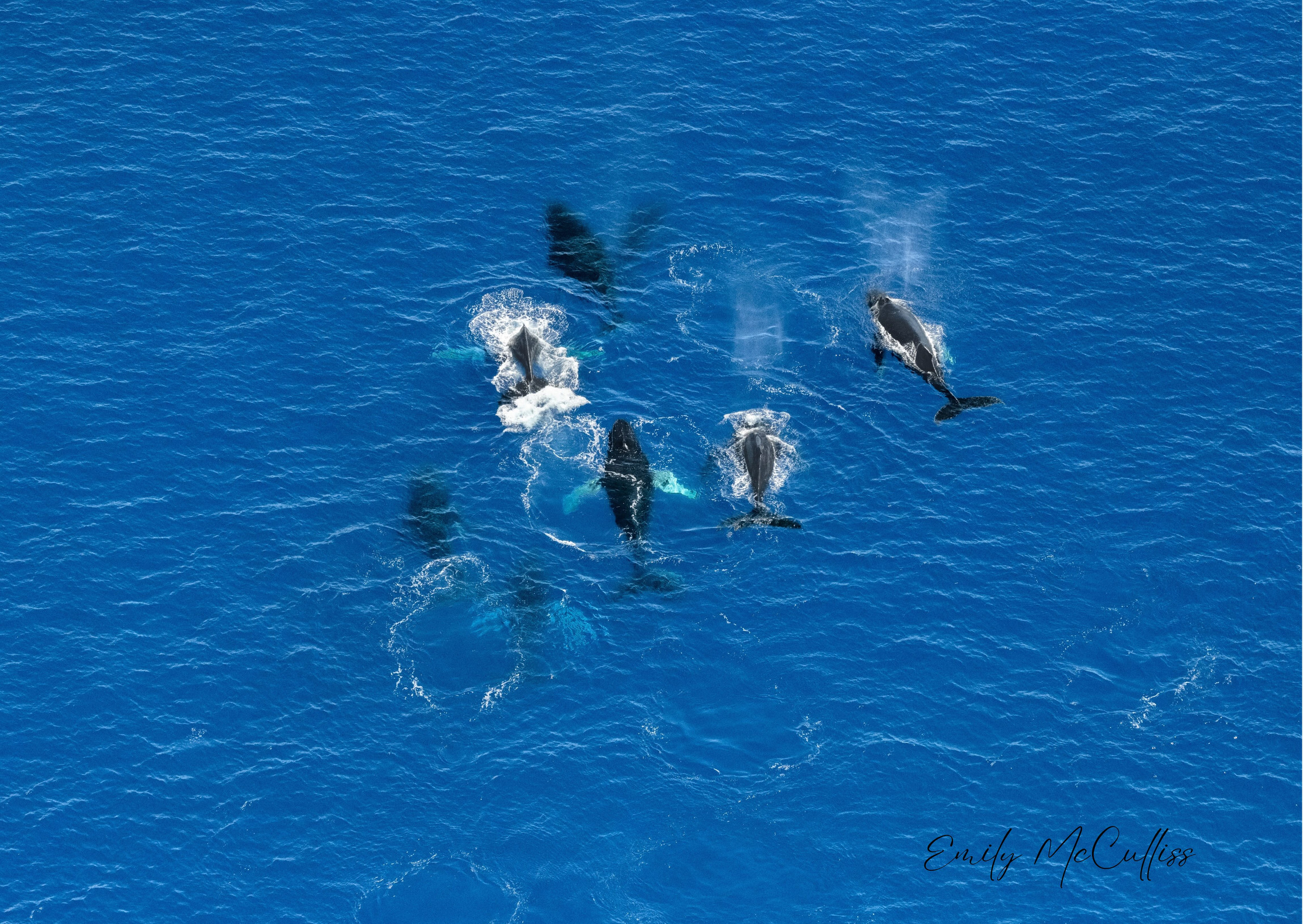 Every Whale Has A Story to Tell