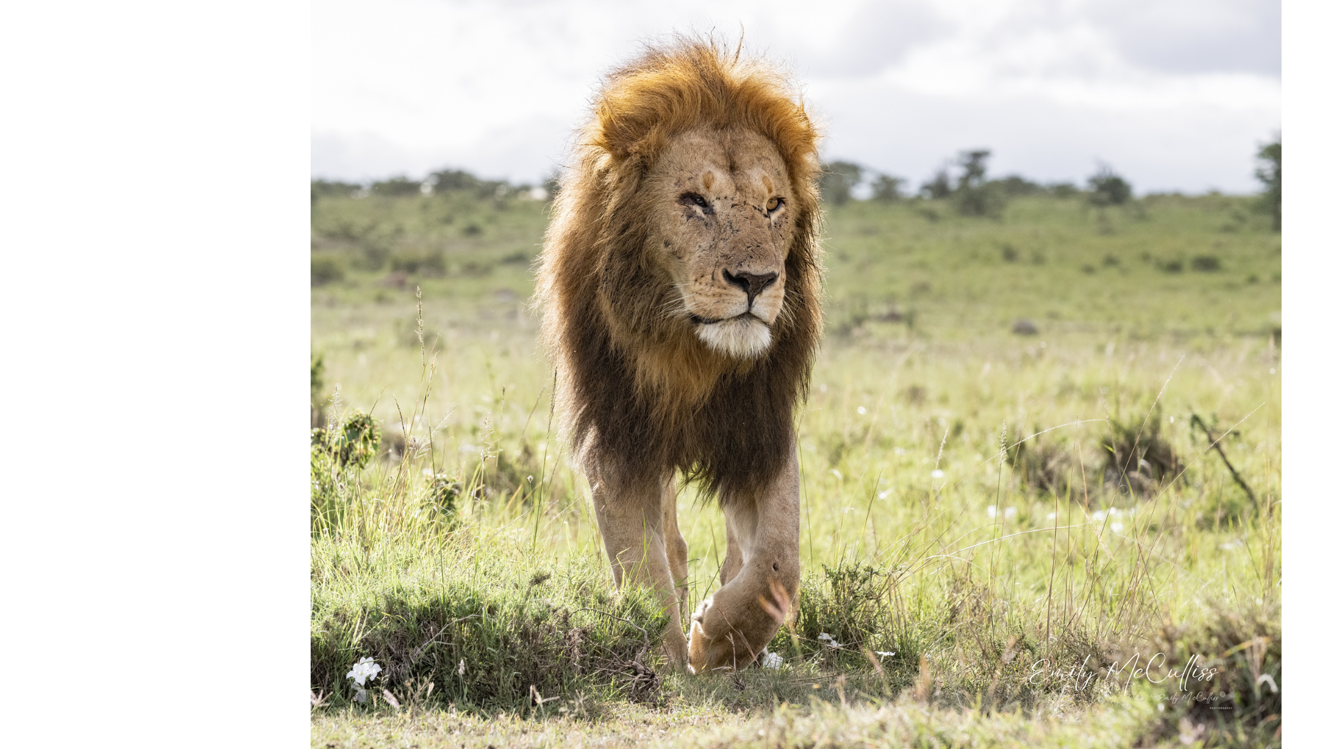 Mzee of the Mara
