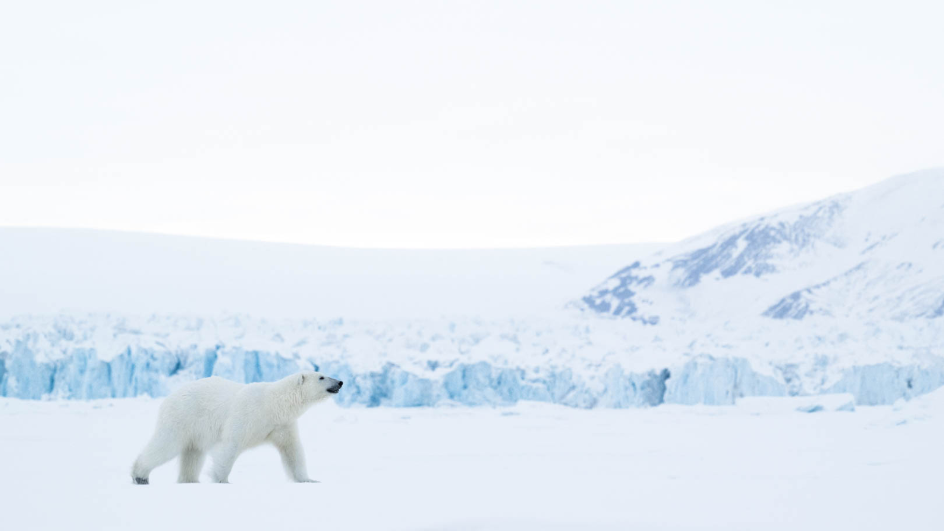 Arctic Solitude