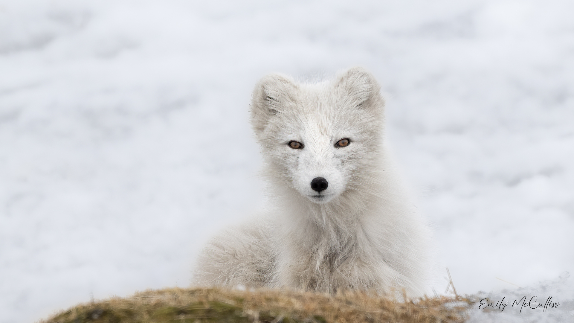 Arctic Fox
